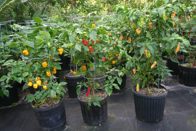 hot-pepper-plants